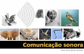Comunicação sonora - UNESP: Câmpus de Botucatu · ontogenia do canto nas aves canoras mostra que o circuito neural para a produção do canto do adulto depende de uma delicada