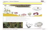Botânica Grupos Vegetais - angloguarulhos.com.brangloguarulhos.com.br/wp-content/uploads/2017/06/Botânica-Grupos... · Assinale-os no desenho. 4) ... Desenhe uma flor localizando