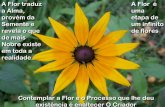 A Flor traduz A Flor é a Alma, uma provém da etapa de um ... 50 A Pd Cardoso.pdf · A Flor traduz a Alma, provém da Semente e revela o que de mais Nobre existe em toda a realidade