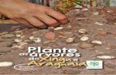 Plante árvores a d Xingu Araguaia - Agrofloresta.net ... Quem vai plantar essas árvores? Fale com todos os possíveis envolvidos É importante a idéia do reflorestamento estar entendida