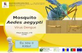 Mosquito Aedes aegypti - ecojaimemoniz.files.wordpress.com ·  . Medidas de Prevenção Pessoal •Fechar as janelas e colocar redes •Usar mosquiteiros em casa.