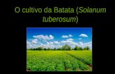 O cultivo da Batata (Solanum tuberosum - uenf.br · reserva de alimentos e reprodução •Engrossamento dos estolões que são caules modificados, ... favorecida pelo frio e a pinta-preta,