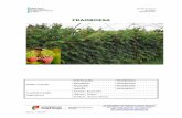 FRAMBOESA - agritec.drapnorte.ptagritec.drapnorte.pt/media/contents/2014/09/02/ficha_framboesa.pdf · Controlo de infestantes A utilização de herbicidas no controle de infestantes