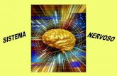 DIVISÃO DO SN - fsanet.com.br · Sistema Nervoso Somático Vida de relação Sistema Nervoso Visceral Vida neurovegetativa Motricidade somática Motricidade visceral Secreção glandular