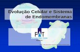 Evolução Celular e Sistema de ... - jvasconcellos.com.brjvasconcellos.com.br/fat/wp-content/uploads/2012/09/Aula-03.pdf · •Retículo endoplasmático rugoso (RER) Produção de