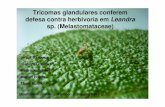 Tricomas glandulares conferem defesa contra herbivoria em …ecologia.ib.usp.br/curso/2010/pages/pdf/PO/apresentacao/A_viscosos.pdf · Introdu ção • Sistema de n íveis tr óficos