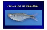 Peixes como bio-indicadores - labs.icb.ufmg.brlabs.icb.ufmg.br/benthos/index_arquivos/pdfs_pagina/Curso... · O caso do paulistinha no Rio de Janeiro. Indivíduo / População. Peso