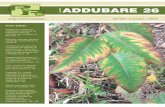 Ano XVII ADDUBARE26 - rragroflorestal.com.br · Programa de Pesquisas em Viveiros Florestais começa a ser desenvolvido em parceria com a Eucatex. 12 FRVJ investe em pesquisa com
