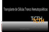 Enfª Ana Gualberto - bvsms.saude.gov.brbvsms.saude.gov.br/.../Ana_Gualberto_transplante_celulas_tronco.pdf · hematopoese (formação dos eritrócitos, leucócitos e plaquetas).