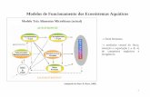 Modelos de Funcionamento dos Ecossistemas Aquáticosw3.ualg.pt/~lchichar/DIN ECOS AQUATICOS BM 2006-07/AULAS TEÓRICAS... · Protistas fagotróficos como alimento para ... (pesca)