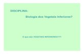 DISCIPLINA: Biologia dos Vegetais Inferiores? - uenf.bruenf.br/cbb/lbt/files/2016/09/BVI-01-Set-16.pdf · Protista algas 33000 vegetais inferiores protozoários Mycetae fungos 77000