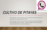 Cultivo de pitayas - sitioparis.com.br de pitayas D 8julho.pdfcultivo de pitayas este material É uma criaÇÃo coletiva desenvolvida no grupo de whatsapp. de produtores de pitaya