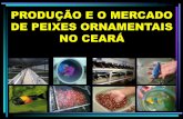 PRODUÇÃO E O MERCADO DE PEIXES ORNAMENTAIS NO …pecnordestefaec.org.br/2017/wp-content/uploads/2017/07/PALESTRA... · us$ 1,0-3,0 bi em peixes/plantas/invertebrados 2500 espÉcies,