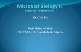 DOCENTE: Profª Helena Galvão D.C.T.M.A., Universidade do ...w3.ualg.pt/~hgalvao/BMM/MolBiolIITeor1&2.pdf · 2.1 Papel dos protozoários na teia alimentar microbiana 2.2 Importância