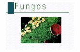 reino fungi michel [Modo de Compatibilidade]colegiomichel.com.br/wp-content/uploads/2014/05/Reino-Fungi-Michel.pdf · As hifas (Células dos fungos)revestem e protegem as gonídias