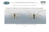 ESTUDO BIOECOLÓGICO DO Aedes (Stegomyia) aegypti … Mestrado Bela... · Figura 4- Ciclo de vida do Aedes aegypti..... 11 Figura 5- Países ou áreas de risco de dengue, 2009.....