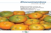 Documentos - ainfo.cnptia.embrapa.brainfo.cnptia.embrapa.br/digital/bitstream/item/160427/1/Documento... · O Rio Grande do Sul é um dos maiores produtores e consumidores de tangerinas