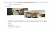 Manual Projeto Homem Virtual Articulação Têmporo-Mandibular · • Origem: arco zigomático (A); ... Durante os movimentos normais, a mandíbula está rotacionando em torno de