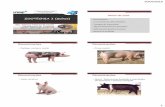 ZOOTECNIA I (Suínos) - fcav.unesp.br · Animais de produção: 5 meses Animais de reprodução: 2 anos para machos 3 anos para matrizes Característica do suíno doméstico •Sistema