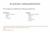 Principais problemas fitossanitários - webpages.icav.up.ptwebpages.icav.up.pt/pessoas/mccunha/AGII_AP/2017/Protecção... · PLANTAS ORNAMENTAIS Principais problemas fitossanitários