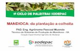 MANDIOCA: da plantação a colheita - sodepacangola.com · Semente (para o melhoramento). 3. Importância Mandioca Mandioca ––––Plantação a colheitaPlantação a colheita