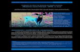 Avaliação do Risco de Extinção do Veado-cambuta Mazama ... · 1 Núcleo de Pesquisa e Conservação de Cervídeos – NUPECCE/UNESP – Via de Acesso Prof.Paulo Donato Castellane