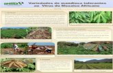 A CULTURA DA MANDIOCA EM CABO VERDE · consorciação da mandioca com hortícolas de ciclo curto, fertilização, densidade de plantação, controlo integrado de pragas e doenças