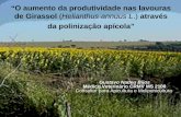 “O aumento da produtividade nas lavouras de girassol ... da produtividade nas... · • Outra vantagem é a possibilidade de associação do cultivo do girassol ... • Na prevenção