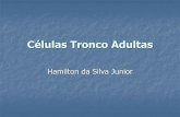 Células Tronco Adultas - Rehen Lablance-ufrj.org/uploads/3/2/2/5/3225660/aula_clula-tronco_adulta... · Classificação das células-tronco Capacidade de diferenciação Totipotente