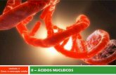 Apresentação do PowerPointresumosmail.webcindario.com/acidosnucleicosadrianamore... · 2013-10-31 · Acidos Nucleicos Para além do DNA, que outro tipo de ácido nucleico as células