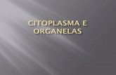 “kytos” = célula - biologiaecienciascap [licensed for ...biologiaecienciascap.pbworks.com/w/file/fetch/48231733/citoplasma e... · complexo de golgi lisossomos peroxissomos ...