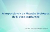 A importância da Fixação Biológica de N para as plantasgebio.com.br/site/wp-content/uploads/2016/08/Dia2_micronitrogenio... · Economia R$ 18 bi/ano Importância da FBN na cultura