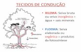 TECIDOS DE CONDUÇÃO - formacaosolidaria.org.br · XILEMA E FLOEMA •Tecidos de condução das plantas vasculares ou traqueófitas: Pteridófitas –Gimnospermas - Angiospermas