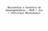 Biossíntese e Genética de Imunoglobulinas - BCR / Acs ... · • Nos domínios variáveis de cadeia leve (VL) e pesada (VH) existem 3 regiões hipervariáveis (HV), que formam as