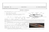 BIOLOGIA ZOOLOGIA PROF ESTEVAM - Sistema Anglo de …angloguarulhos.com.br/.../07/Estudo-Dirigido-de-Resumo-de-Zoologia.pdf · Assim como os anelídeos, o sistema nervoso _____ lhes