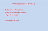 O Transporte nos Animais - biogeo-10-a-2014-2015.webnode.pt · O Transporte nos Animais Sistemas de Transporte •Tipos de sistema de transporte •Tipos de circulação Vasos sanguíneos