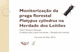 Monitorização da praga florestal - APFC · Conclusões e recomendações O Platypus cylindrus é actualmente uma praga florestal que provoca, de forma rápida, a morte de milhares
