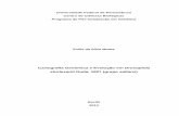 Cartografia Genômica e Evolução em Drosophila sturtevanti ... fileEvilis da Silva Monte Cartografia Genômica e Evolução em Drosophila sturtevanti Duda, 1927 (grupo saltans) Dissertação