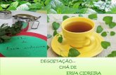 DEGUSTAÇÃO CHÁ DE ERVA CIDREIRA - Colégio Floresta · E quem disse que chá é coisa da vovó? As crianças precisam ser incentivadas ao alimento natural e aproveitar seus benefícios