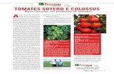 TomaTes soTero e Colossus - sementesfeltrin.com.br · Tolerâncias: TMV, TYLCV, F1, 2, V, N Vantagens: O Tomate Colossus, por sua excelente genética, ex-pressa por meio de características