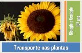 Transporte nas plantas - files.tas4.webnode.ptfiles.tas4.webnode.pt/200000008-d0b59d1a88/transporte nas plantas.pdf · A maioria das plantas não apresenta gutação nem exsudação.
