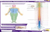 Estruturas Neuroanatômicas Anatomia - Bupah · Neuroanatomia dermatomo miotomo snp C1-Co Created Date: 4/30/2010 12:15:33 PM ...