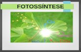 Apresentação do PowerPoint - colegiofaat.files.wordpress.com · Produção de carboidratos a partir de água e gás carbônico, utilizando luz como fonte de energia. FOTOSSÍNTESE