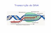 Transcrição do DNA - iq.usp.br · DNA RNA PROTEÍNA Transcrição Tradução DOGMA CENTRAL DA BIOLOGIA MOLECULAR Transcrição – Processo pelo qual o DNA é “copiado” numa