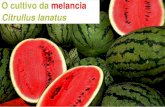 O cultivo da melancia Citrullus lanatus - uenf.br · Mossoró produz melancia quadrada A sociedade de consumo brasileira desperdiça, enquanto que os países de primeiro mundo caminham