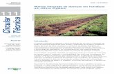 Manejo integrado de doenças em hortaliças em cultivo ...ainfo.cnptia.embrapa.br/digital/bitstream/item/71690/1/ct-1111.pdf · defensivos agrícolas como única opção no controle