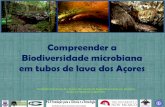 Compreender a Biodiversidade microbiana em tubos de lava ...cita.angra.uac.pt/fotos/portfolio/01304518486.pdf · Estimativa da diversidade microbiana, o que nos permite estabelecer