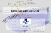 Sinalização Celular - JVjvasconcellos.com.br/fat/wp-content/uploads/2011/04/Aula-07.pdf · Introdução a Comunicação Celular • A comunicação é essencial para organismos