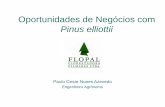 Oportunidades de Negócios com Pinus elliottii - ABES-RS · Mostardas São José do Norte Rio Grande Santa Vitória do Palmar • Mais de 30 mil ha plantados principalmente nas décadas