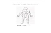 Representação dos órgãos do sistema circulatóriorepositorium.sdum.uminho.pt/bitstream/1822/5879/24/Anexos - Anexo... · Representação dos órgãos do sistema circulatório